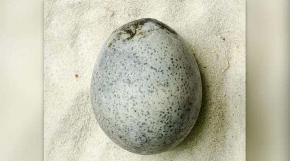 Eggcellent discovery: 1,700-year-old Roman-age egg still contains its yolk and whites