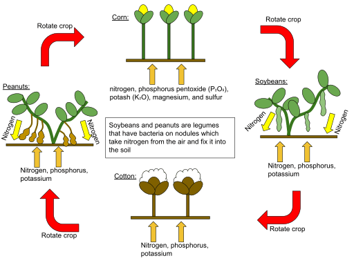 Roman Agriculture: Top 5 Roman Agricultural Practices